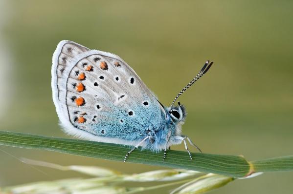 Papillon bleu